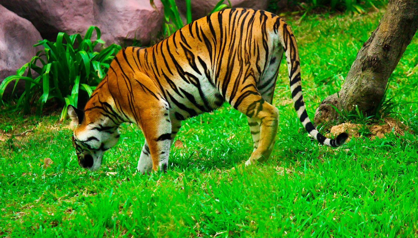 Bannerghatta Biological Park